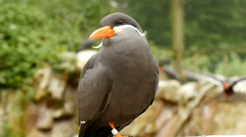 Inca tern (larosterna inca) closeup 4K UHD Stock Footage 63772779
