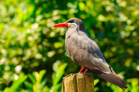 Inca tern (Larosterna inca) has a dark grey body, white moustache on both sid Stock Photos
