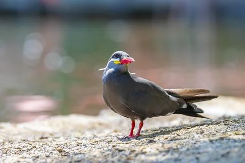 Inca tern, Larosterna inca, has a dark grey body, white moustache on both s.. Stock Photos