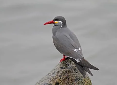 Inca Tern, Larosterna inca Stock Photos