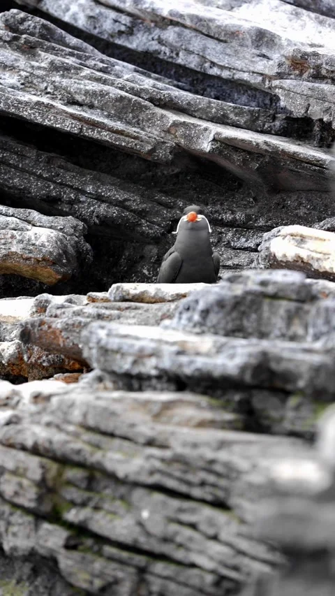 Inca Tern (Larosterna inca) Resting on Cliffside – 4K Wildlife Footage Stock Footage 313741786