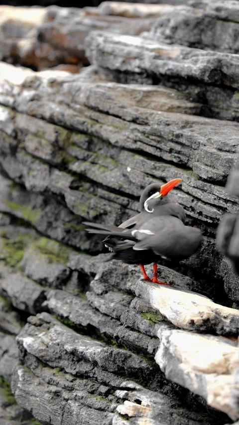 Inca Tern (Larosterna inca) Resting on Cliffside – 4K Wildlife Footage Stock-Footage 313741790