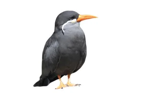 The Inca tern (Larosterna inca) is a tern in the family Laridae Stock Photos