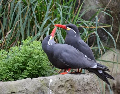 Inca Tern pair Stock Photos