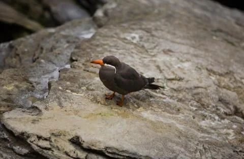 Inca tern Stock Photos