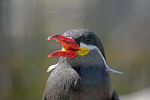 Inca tern Stock Photos