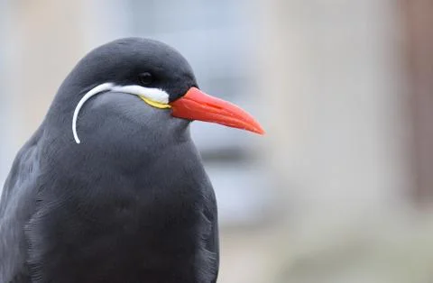 Inca Tern Stock Photos