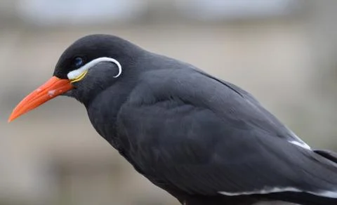 Inca Tern Stock Photos