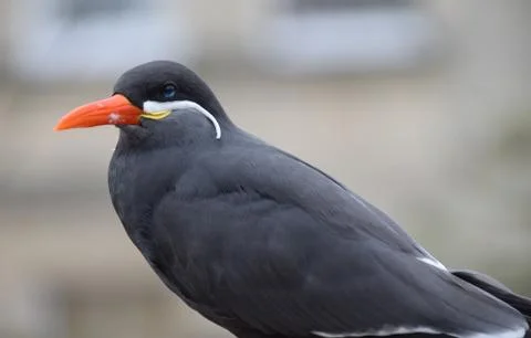 Inca Tern Stock Photos