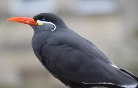 Inca Tern Stock Photos