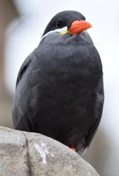Inca Tern Stock Photos