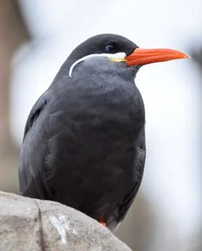 Inca Tern Stock Photos