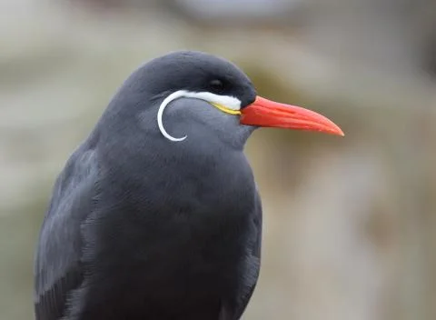 Inca Tern Stock Photos