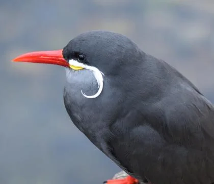 Inca Tern Stock Photos