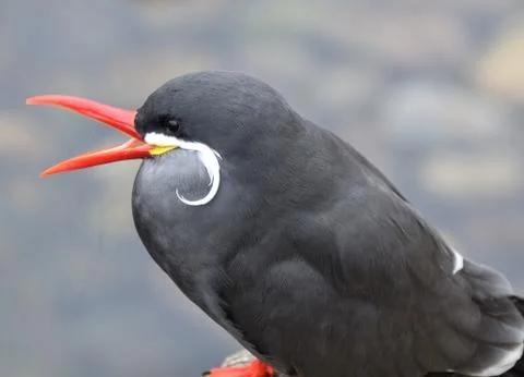 Inca Tern Stock Photos
