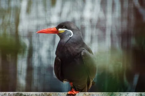 Inca Tern Stock Photos