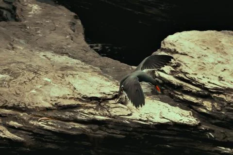 Inca tern Stock Photos