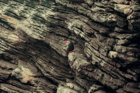 Inca tern Stock Photos