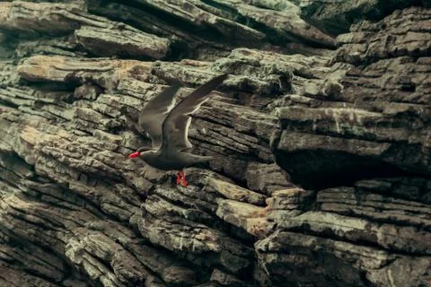 Inca tern Stock Photos