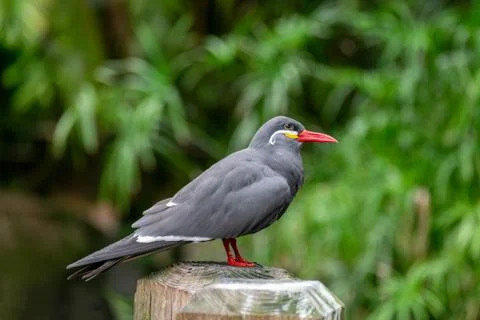 Inca Tern Stock Photos