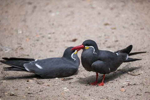 Inca Tern Stock-Fotos