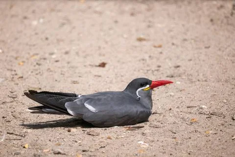 The Inca Tern Stock-Fotos