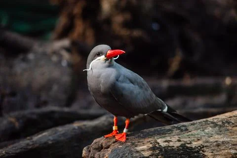 Inca Tern Foto stock