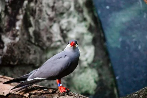 Inca Tern Foto stock