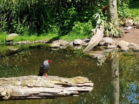 Inca Tern Fotos Stock