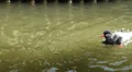 Inca tern playfull refreshing in water HD Footage