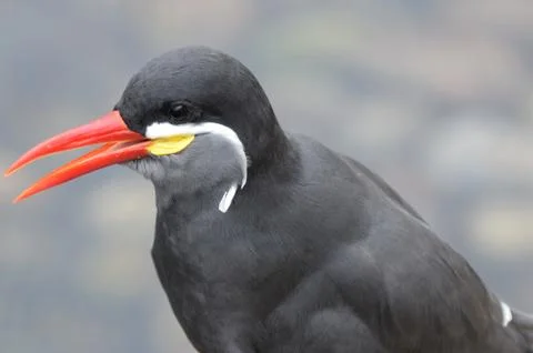 Inca Tern Portrait Stock Photos
