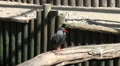 Inca tern seabird resting in the sun HD Footage
