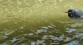 Inca tern swimming in the water HD Footage