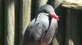 Inca tern very close up jawn HD Footage