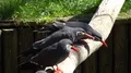 Inca Tern waterbirds close up sitting on sunny tree trunk 4k or 4k+ Resolution