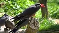 Inca Tern waterbirds close up sitting on sunny tree trunk 4k or 4k+ Resolution