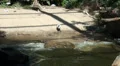 Inca terns and other seabirds at the coast HD Footage