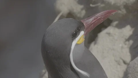 Inca tern's head Stock Footage 116647150
