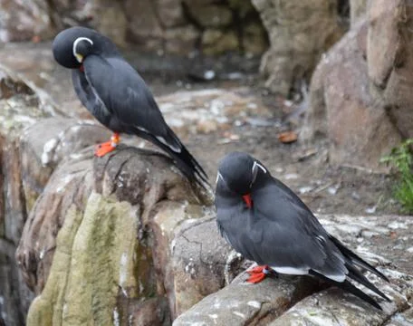 Inca Terns Stock Photos
