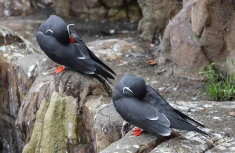 Inca Terns Stock Photos