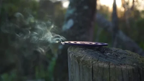 Incense bruning on wood in a forest at sunset Stock Footage 196447574