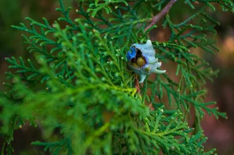 Incense cedar tree Calocedrus decurrens branch close up. Foto stock