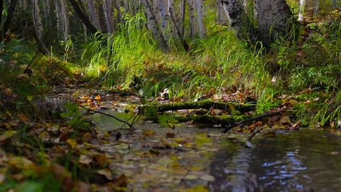 Incense smokes at a stream flowing through a sunny autumn forest. Follow focus Stock Footage 71787612