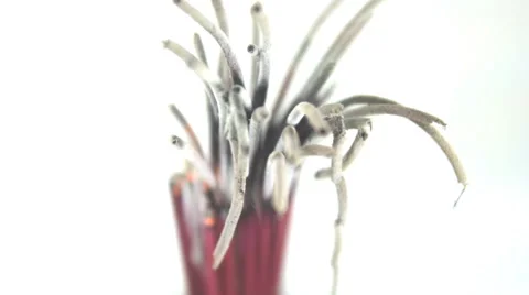Incense sticks burning Stock Footage 60680184