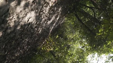 Inception or 360 degree motion shot in deep green forest Stock Footage 164784118