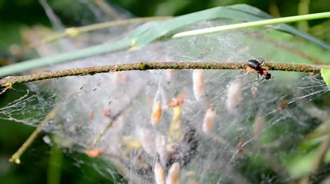 Incests under web on the tree, nature diversity, Vídeo Stock 40577503