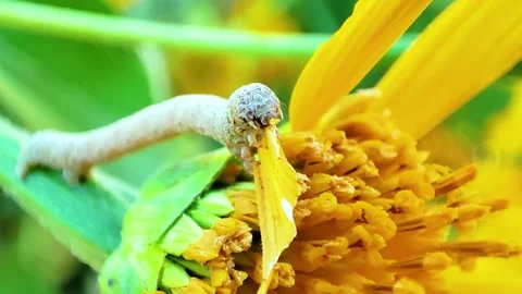 Inch worm eating leaf on yellow flower bloom in springtime. Mexican sunflower Stock Footage 143692375