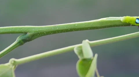 An Inch worm making its way across a tree branch. Stock Footage 64729989