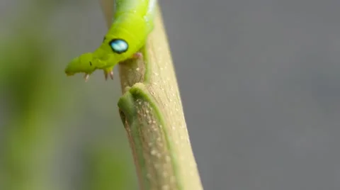 An Inch worm making its way across a tree branch. Stock Footage 64730054