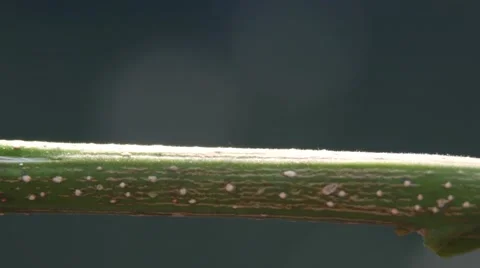 An Inch worm making its way across a tree branch. Stock Footage 64730206